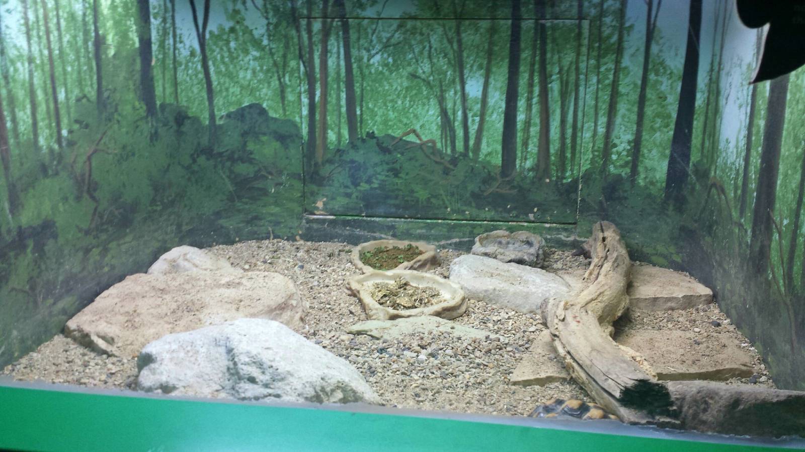 Feathers + Scales - Egyptian Tortoise Exhibit