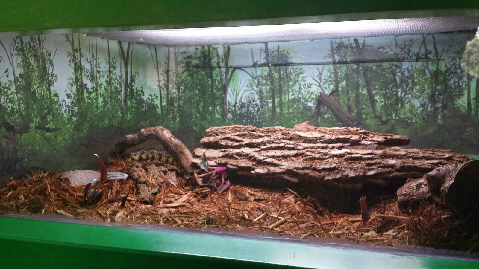 Feathers + Scales - Fox Snake Exhibit