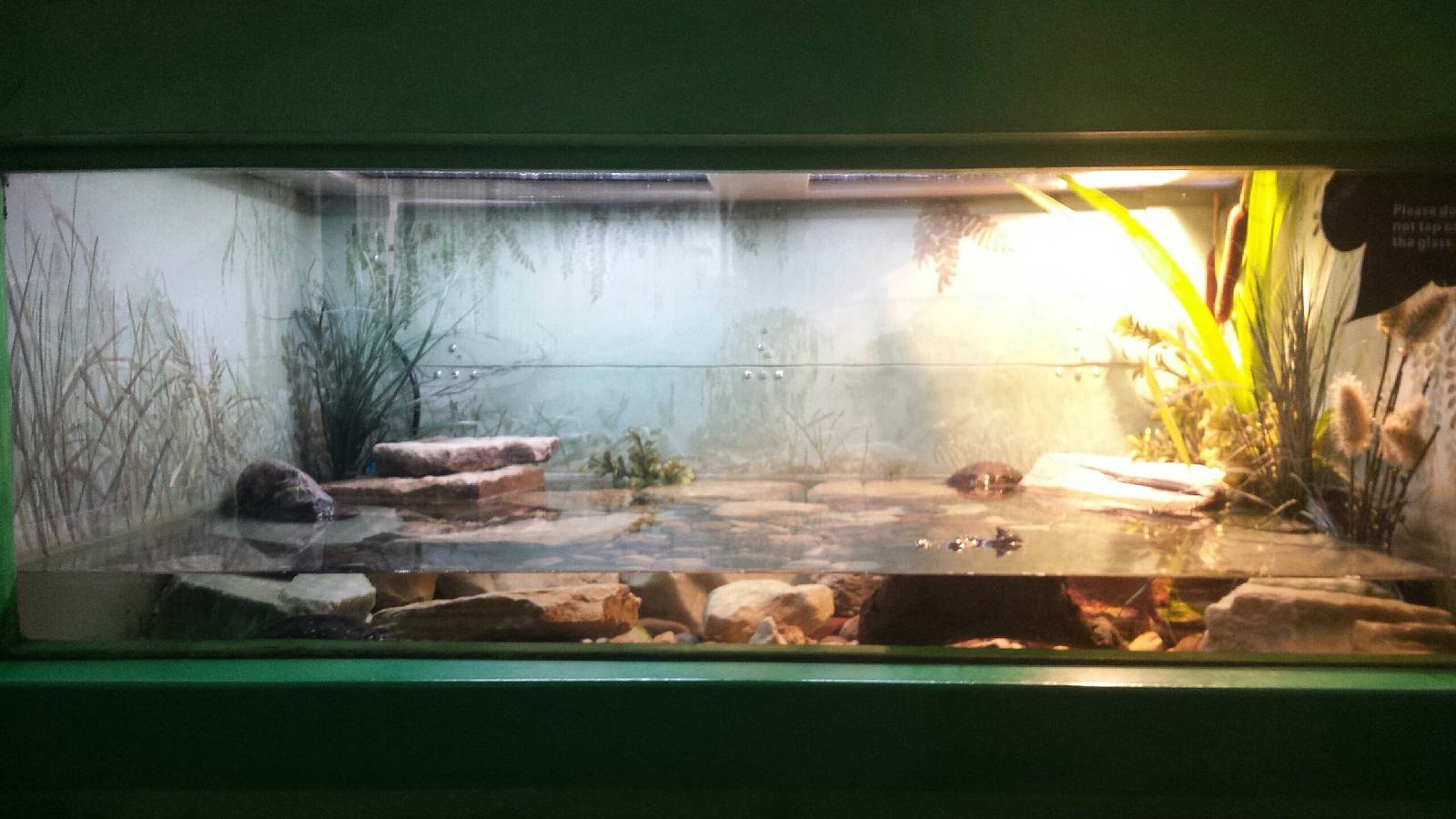 Feathers + Scales - Spotted Turtle Exhibit