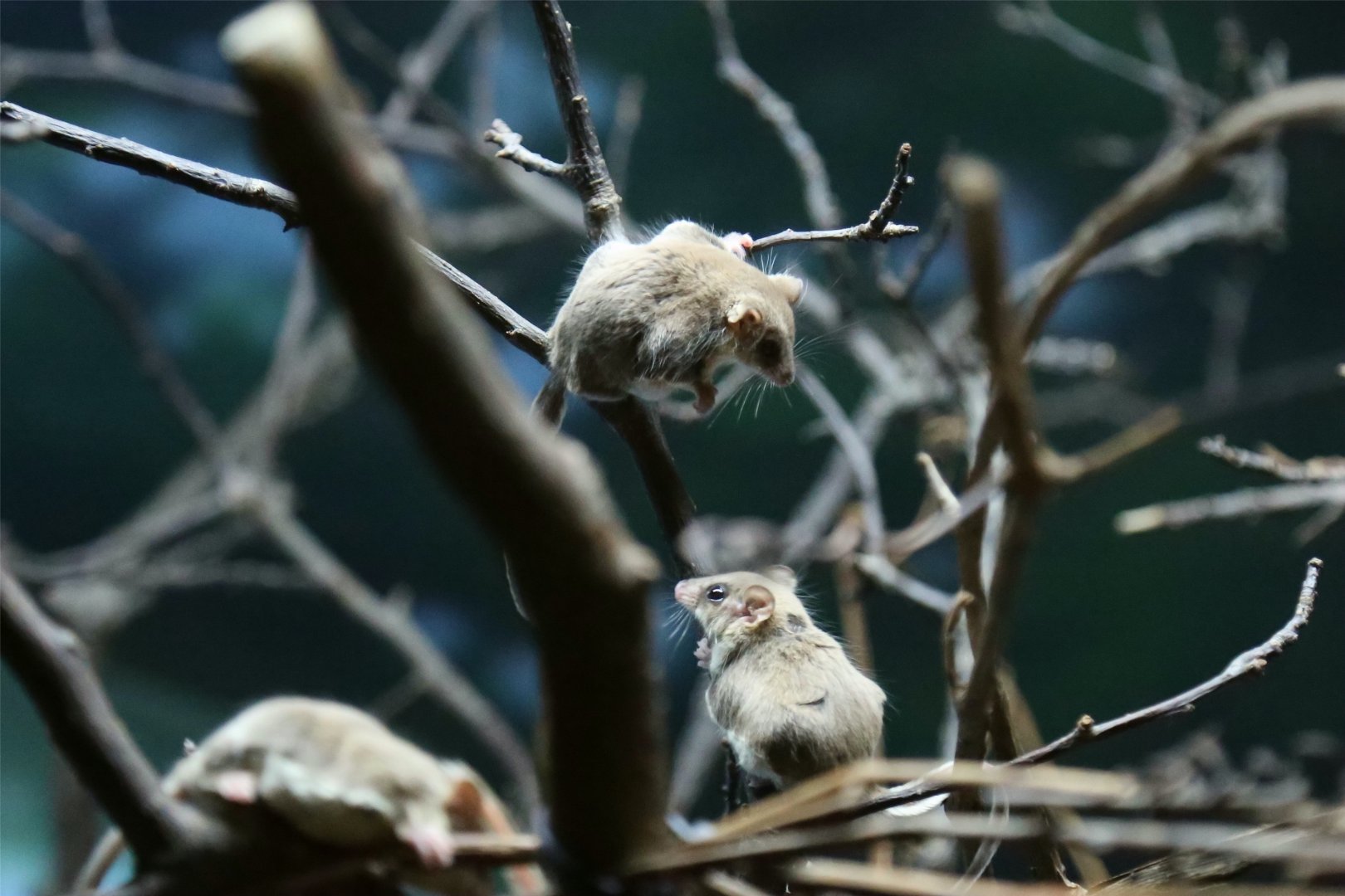 Feathertail Glider (Acrobates pygmaeus), June 2015