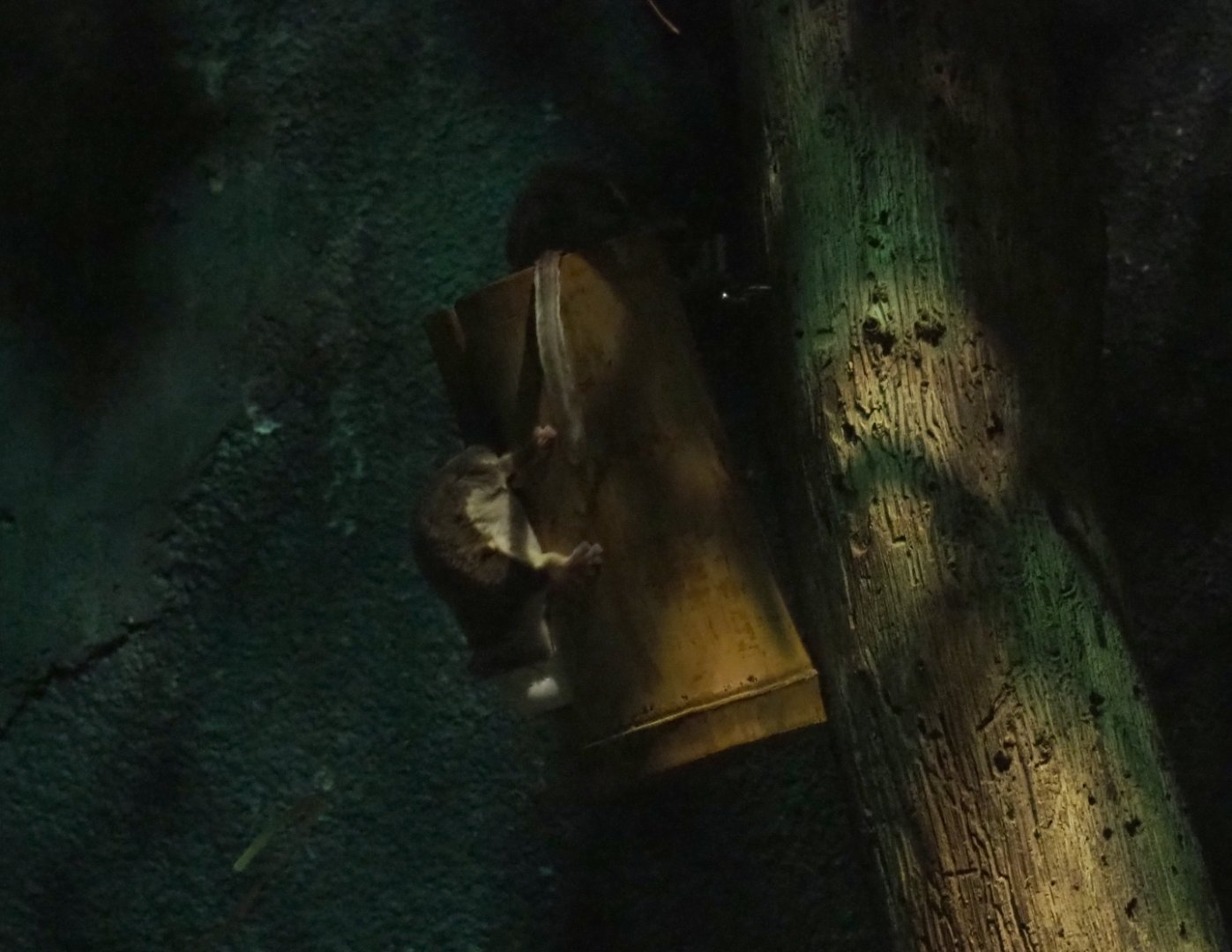 Feathertail glider (Acrobates pygmaeus) on feeder