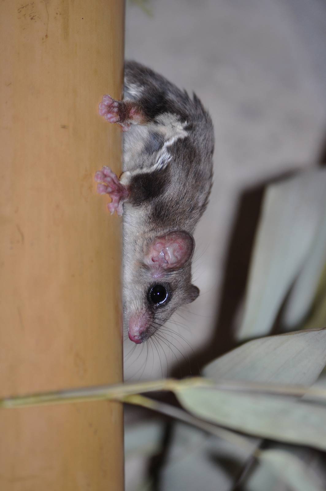 Feathertail glider (Acrobates pygmaeus)