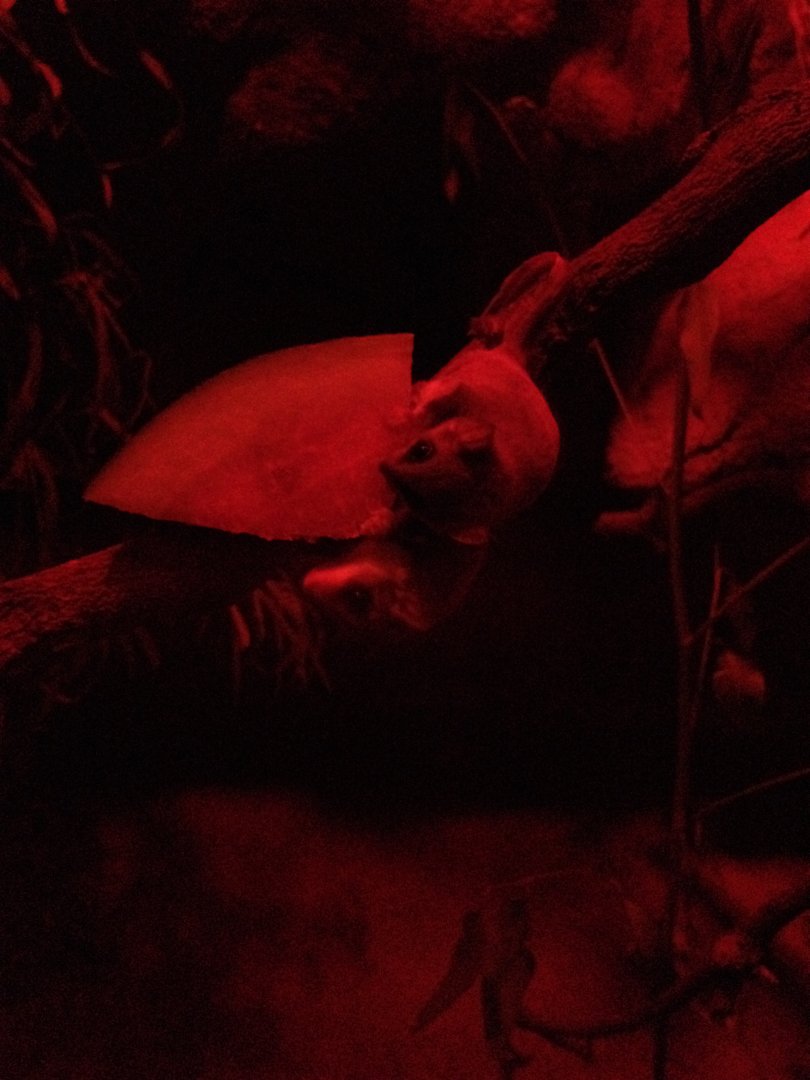 Feathertail Glider (Acrobates pygmaeus)