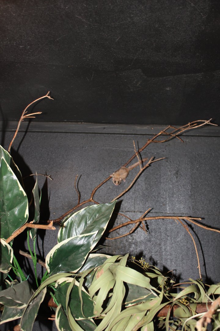 Feathertail Glider (Acrobates pygmaeus)