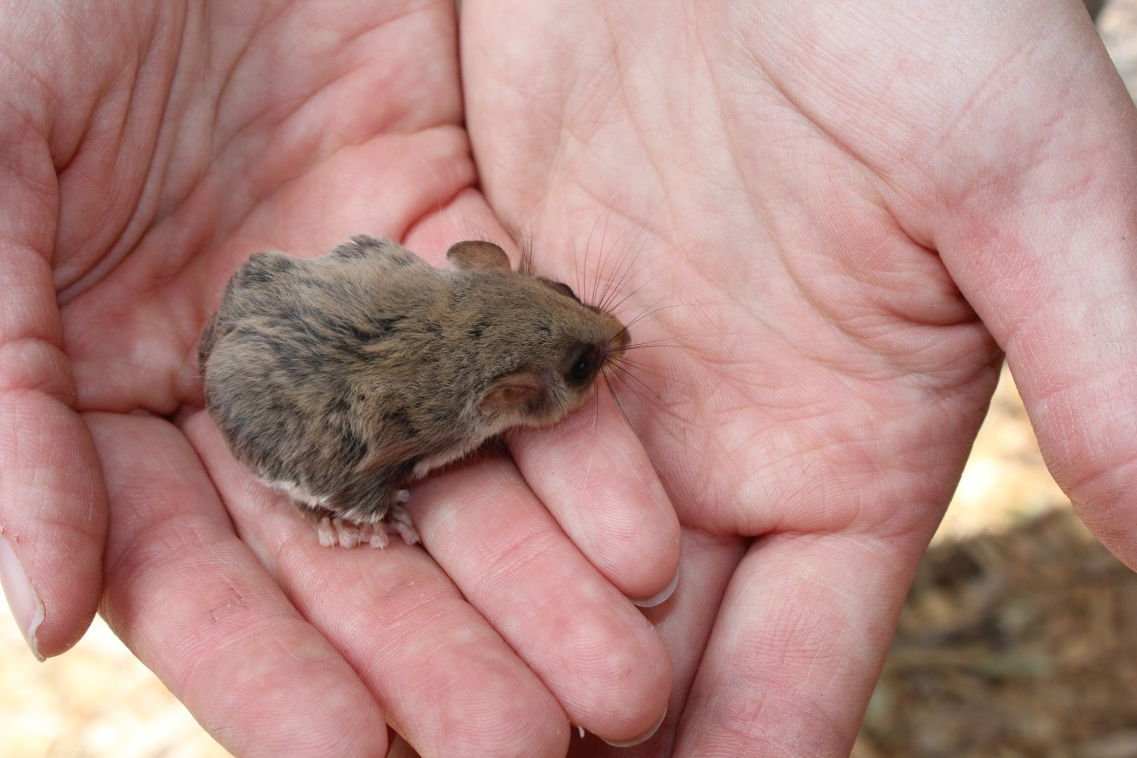 Feathertail Glider (Acrobates pygmaeus)