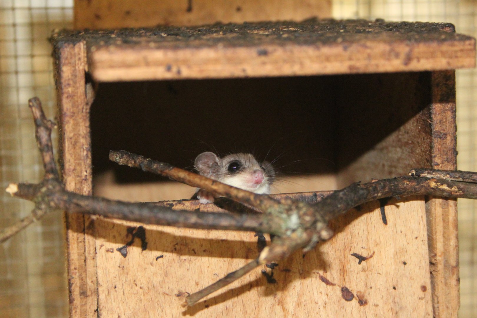 Feathertail glider (Acrobates pygmaeus)