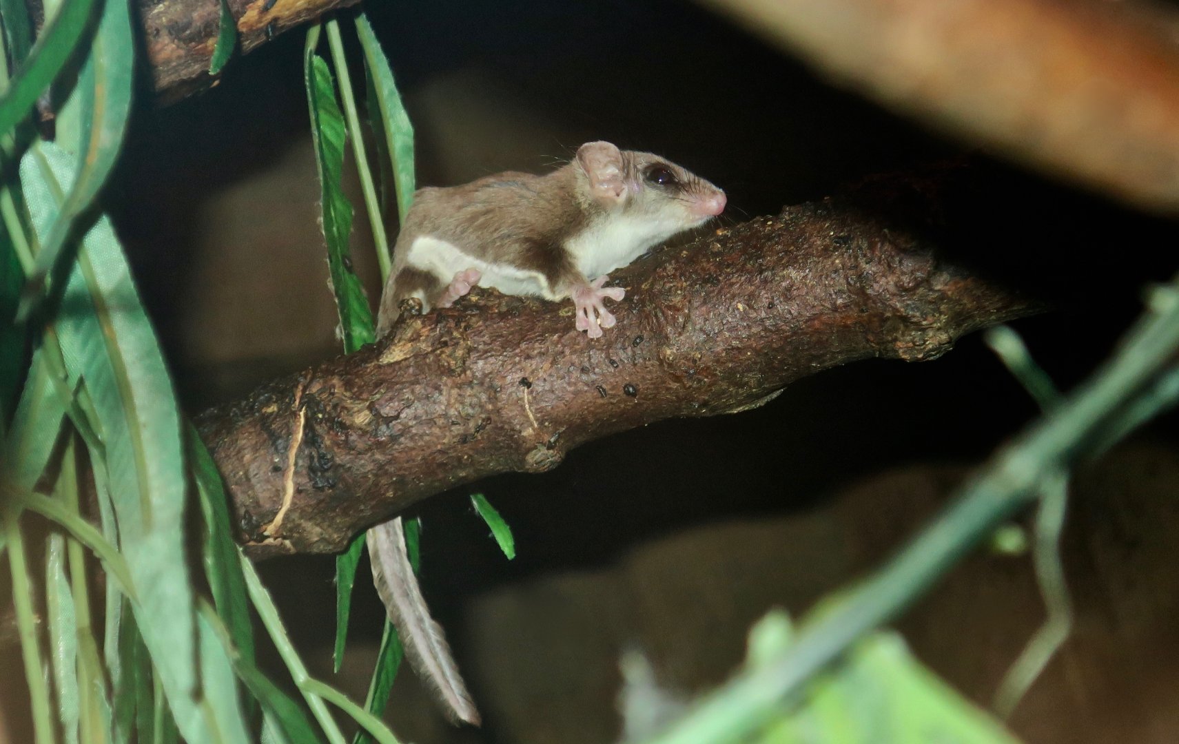 Feathertail Glider (Acrobates pygmaeus)