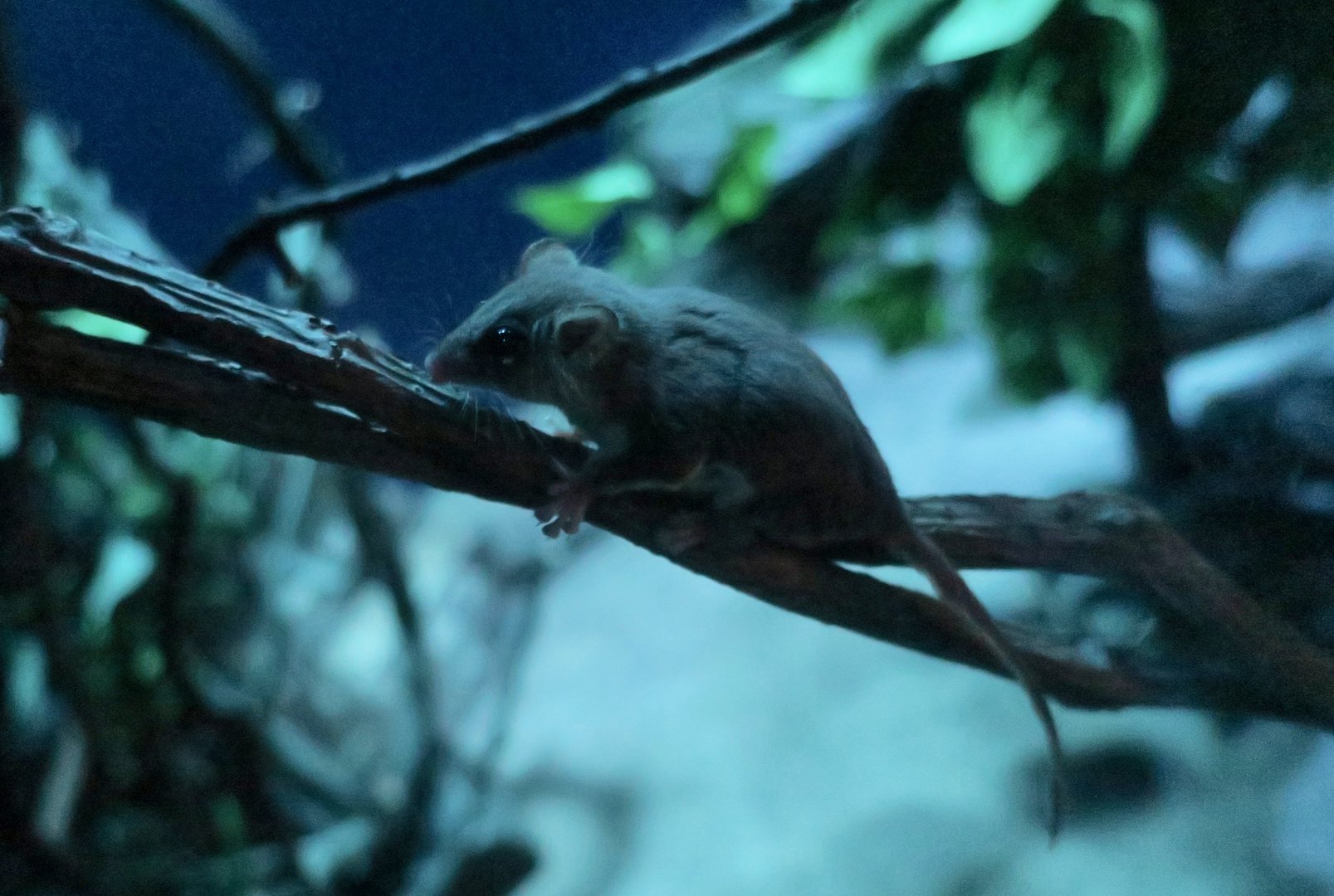 Feathertail Glider (Acrobates pygmaeus)