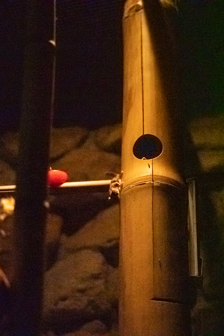 Feathertail Glider (Acrobates pygmaeus)