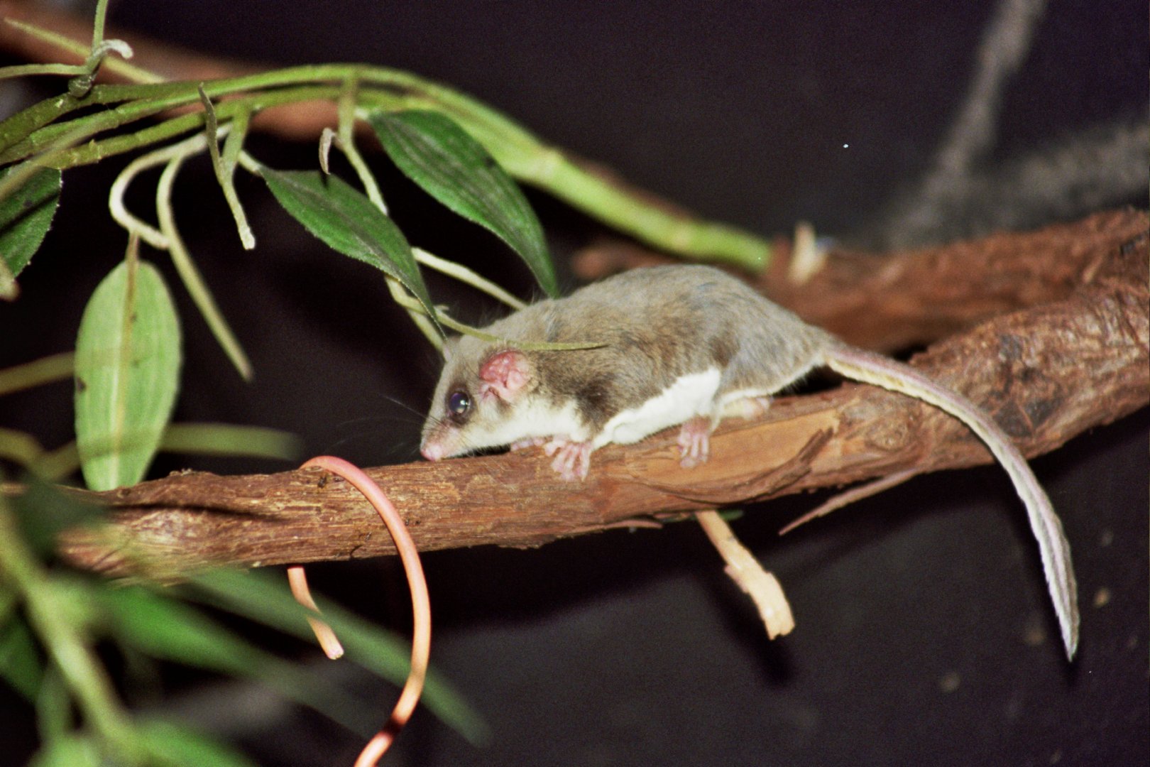 feathertail glider (Acrobates pygmaeus)