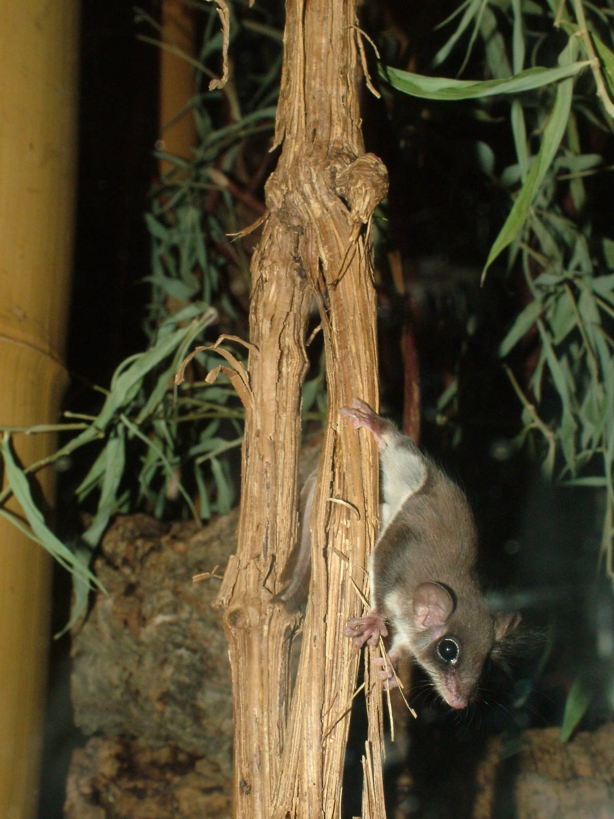 Feathertail Glider at Frankfurt 31/08/10