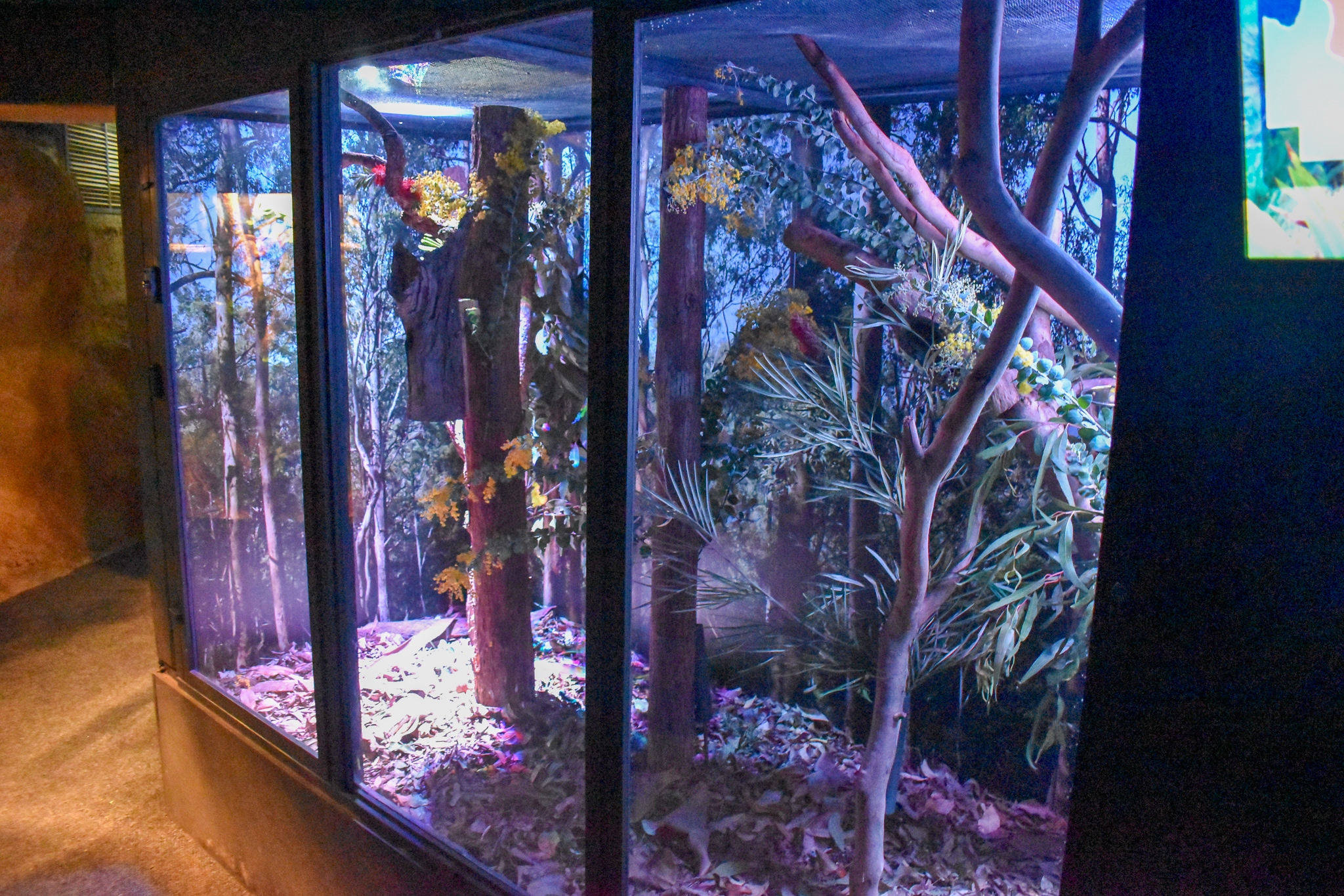 Feathertail Glider Enclosure