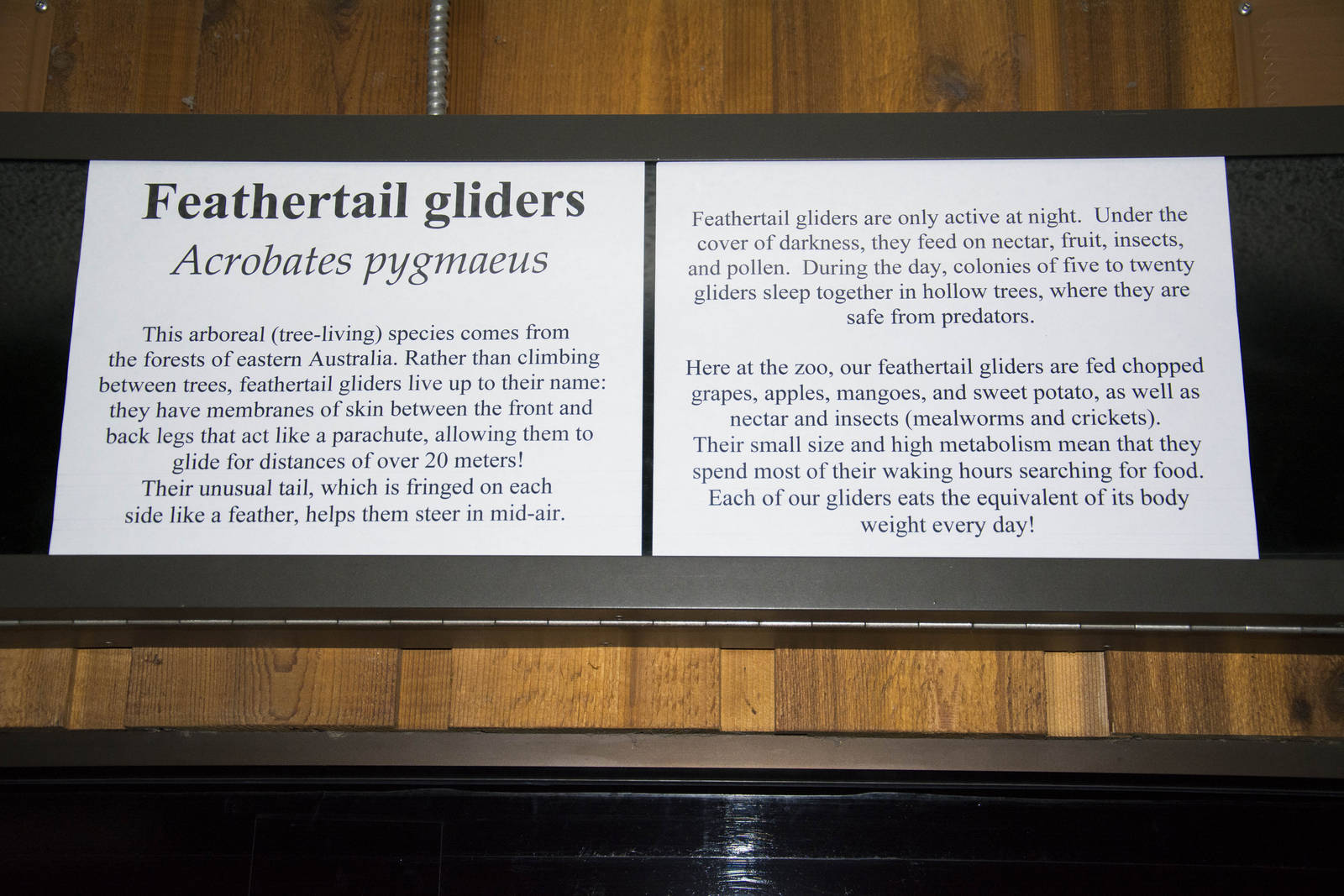 Feathertail Glider Exhibit Signage
