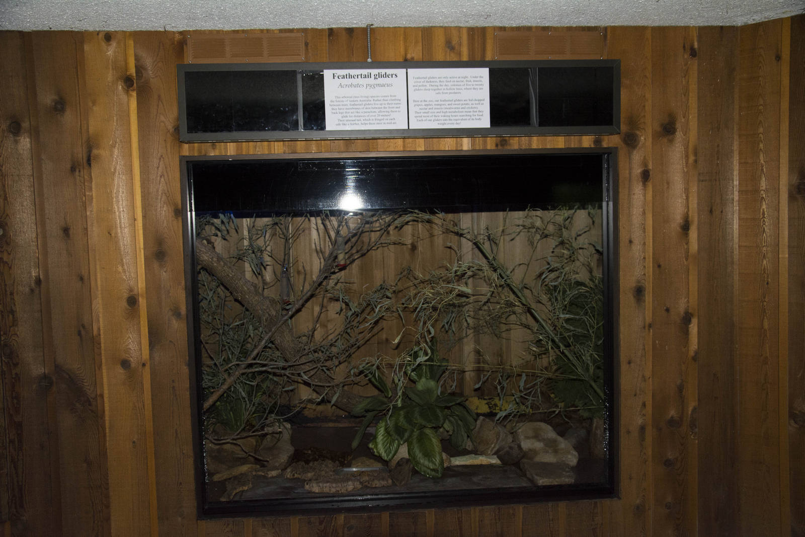 Feathertail Glider Exhibit