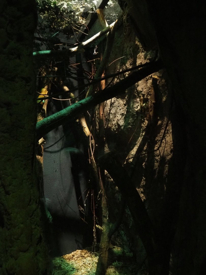 Feathertail glider exhibit