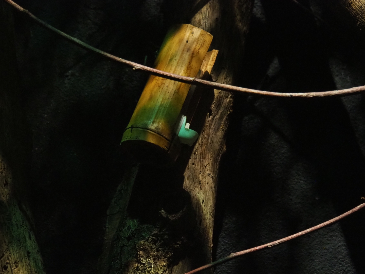 Feathertail glider feeder