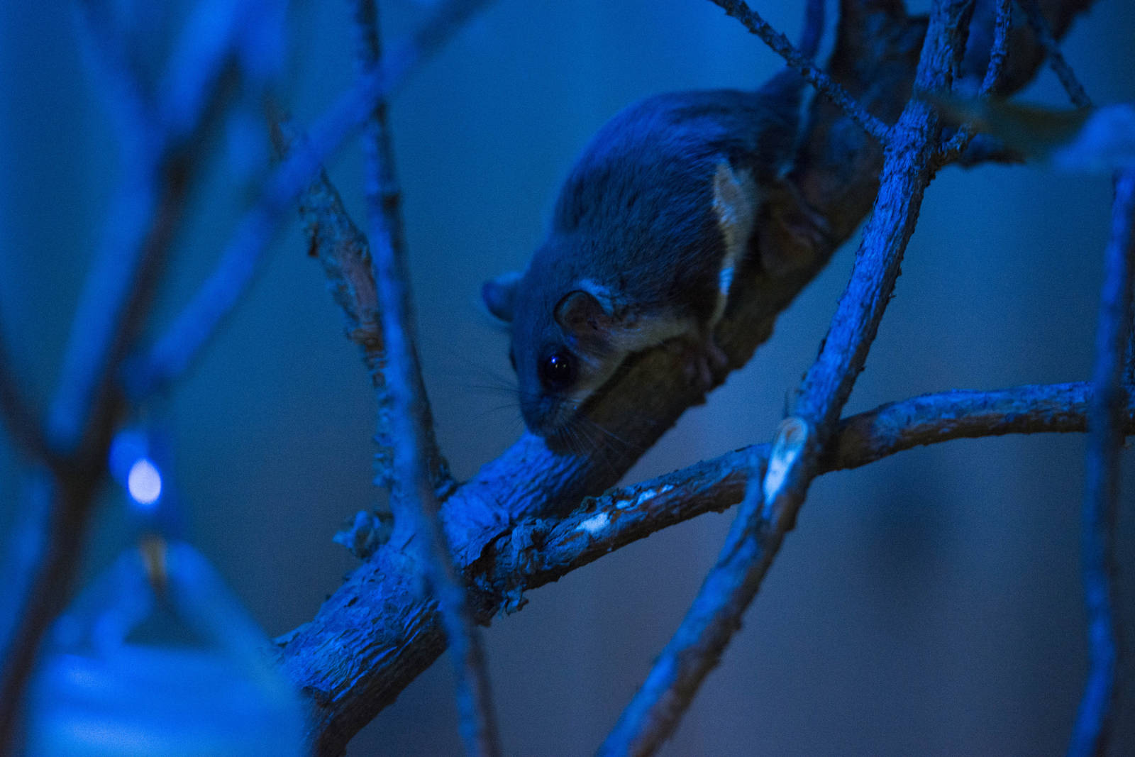 Feathertail Glider in natural exhibit lighting