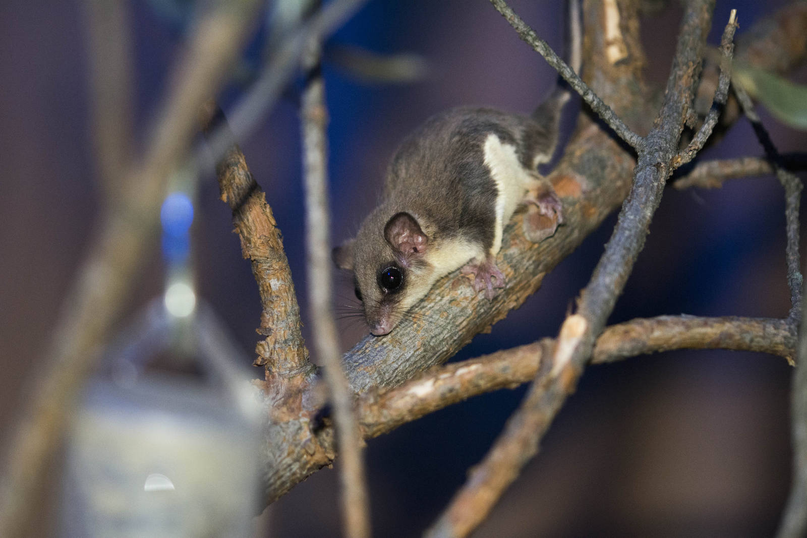 Feathertail Glider lit by flash