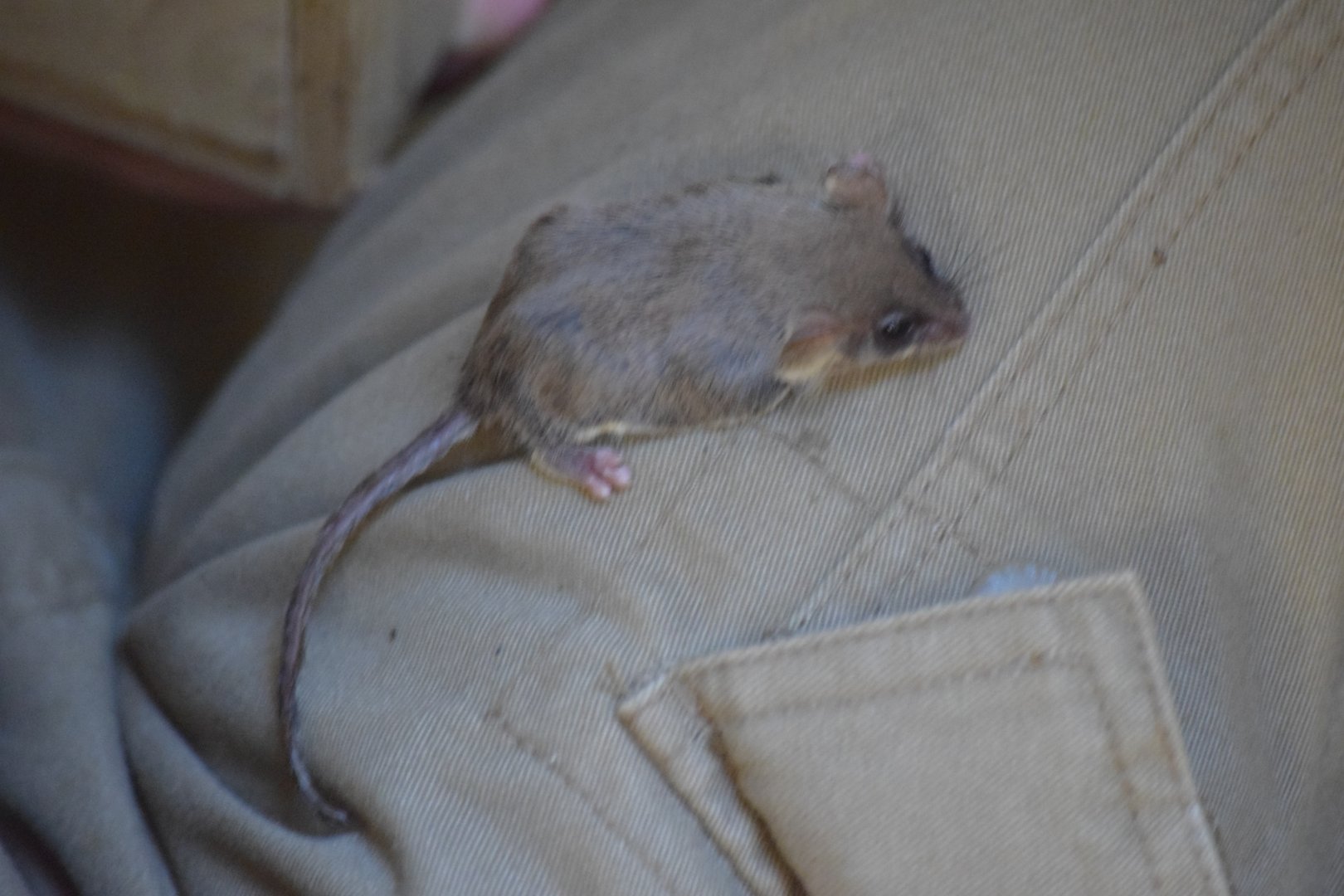 Feathertail glider - October 2020