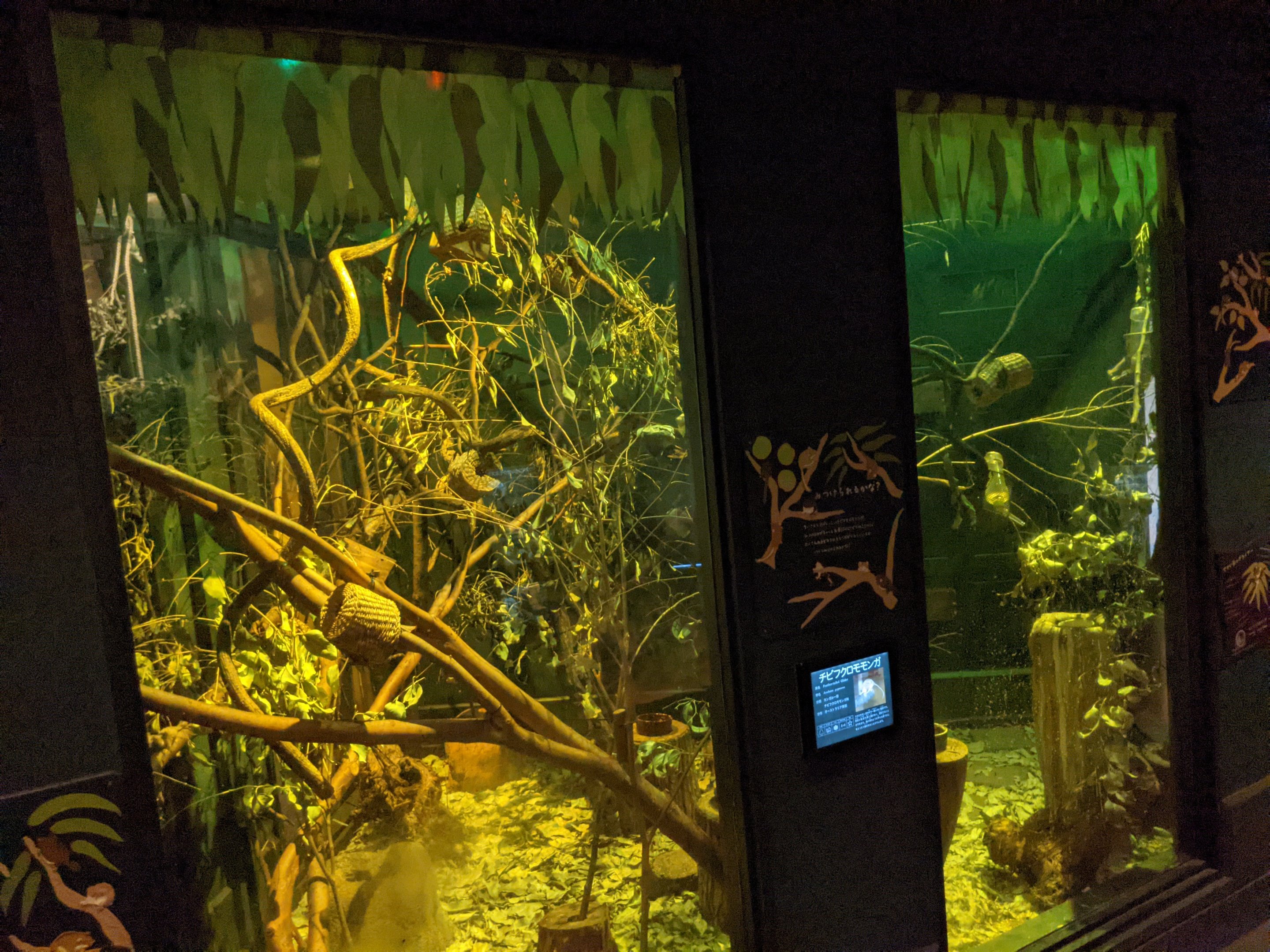 Feathertail Gliders - Saitama Children's Zoo