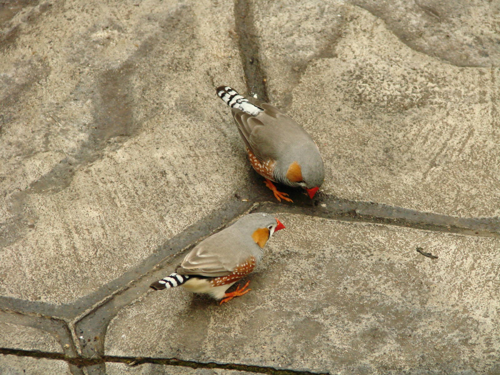 Feathred Friends - Wings of Paradise