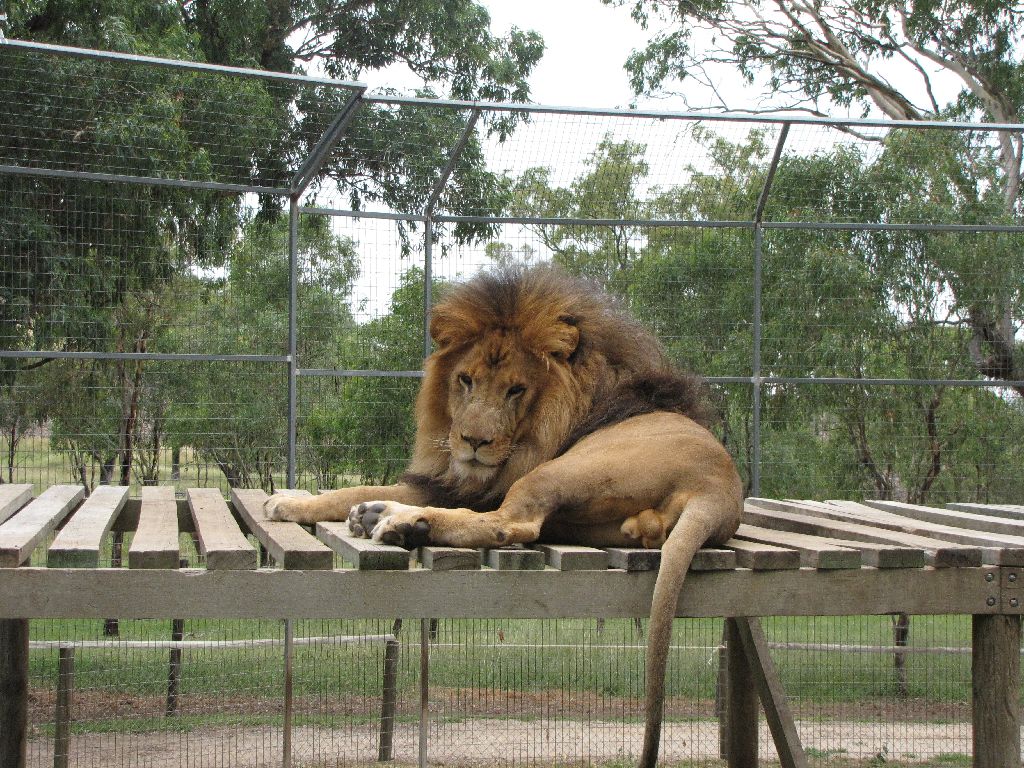 Feb 2009 - Lion