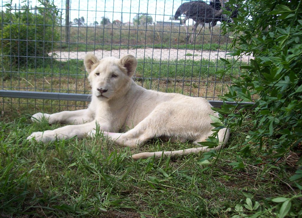 Feb 2010 - White Lion cubs