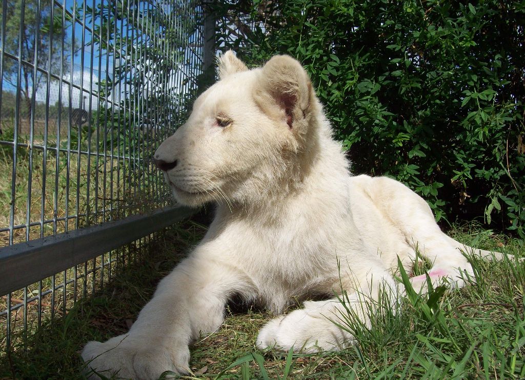 Feb 2010 - White Lion cubs