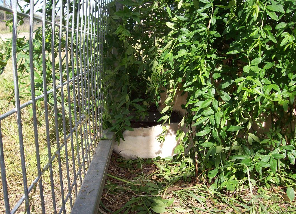 Feb 2010 - White Lion cubs