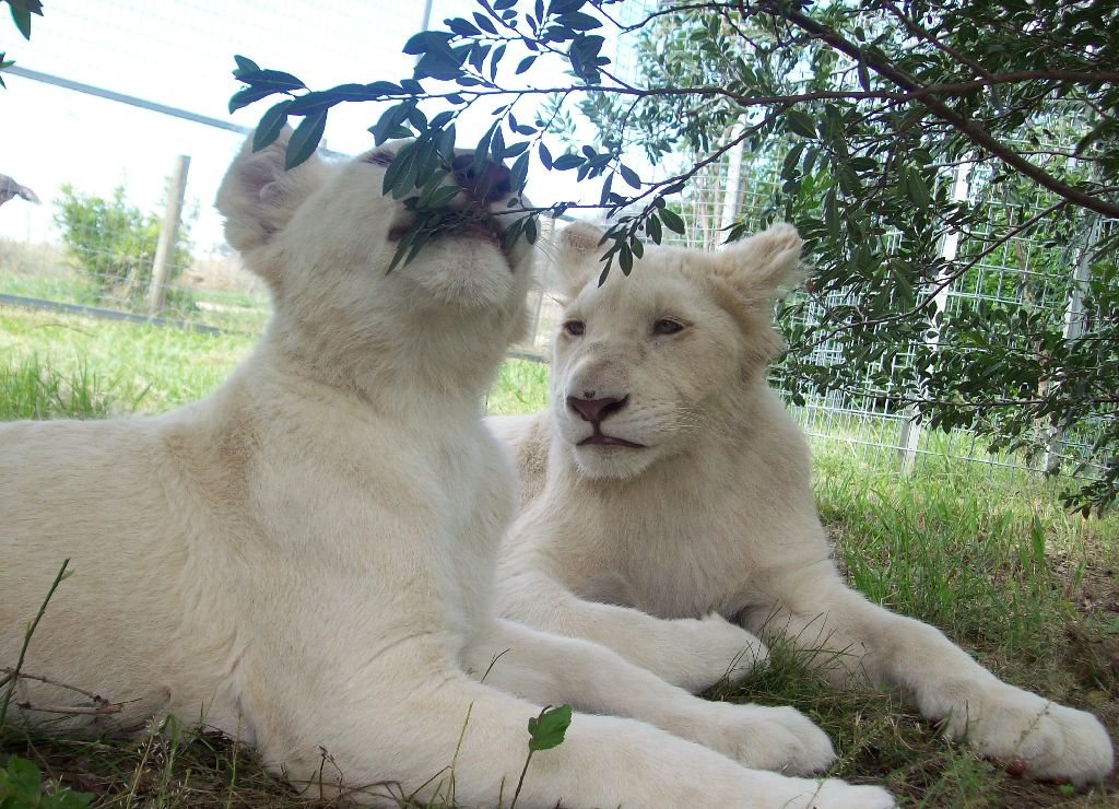 Feb 2010 - White Lion cubs
