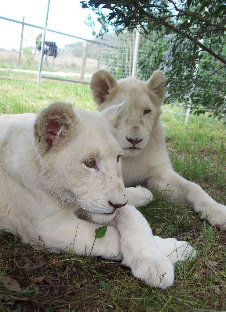 Feb 2010 - White Lion cubs