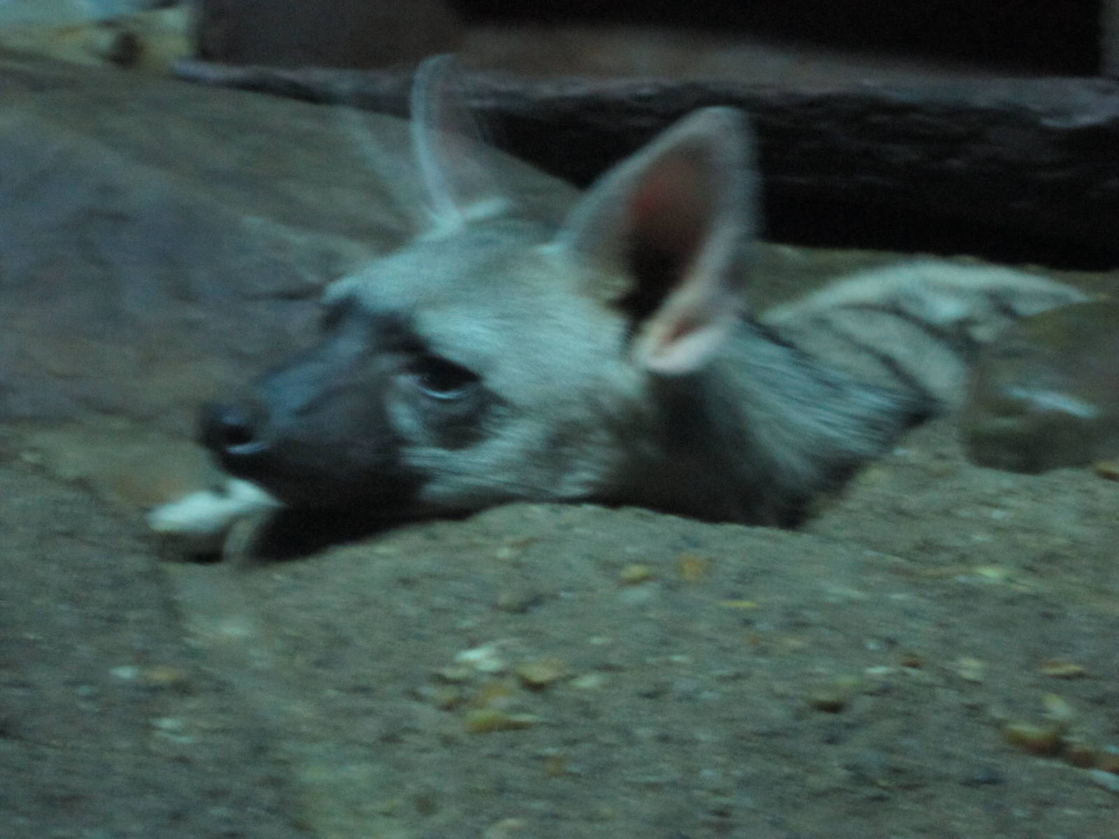 Feb. 2012-Aardwolf in Night Hunters