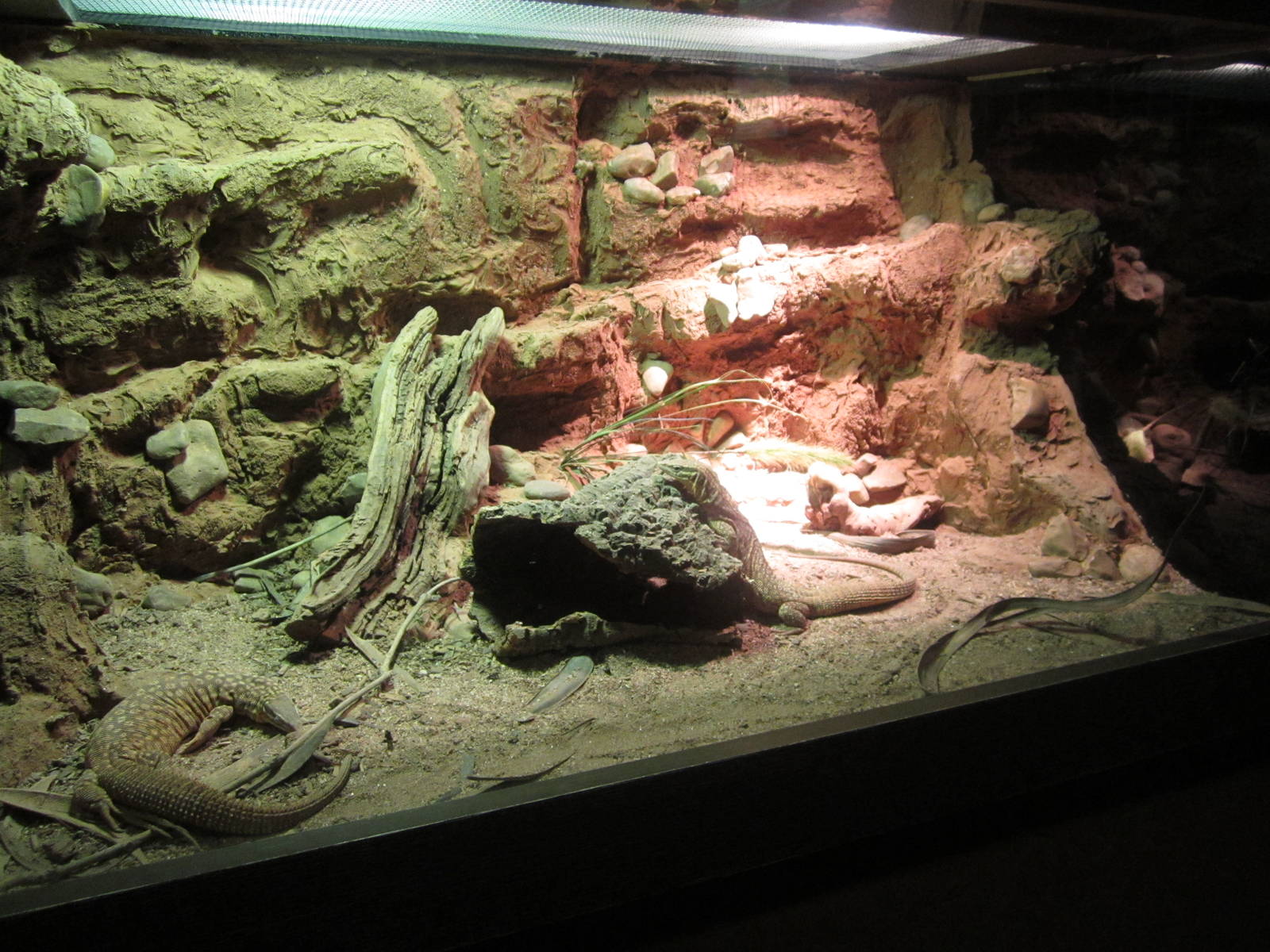 Feb. 2012-Ackies Dwarf Monitor exhibit