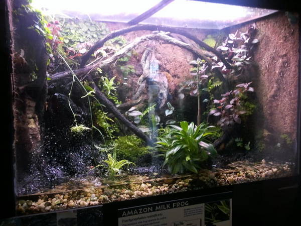 Feb. 2012-Amazon Milk Frog exhibit