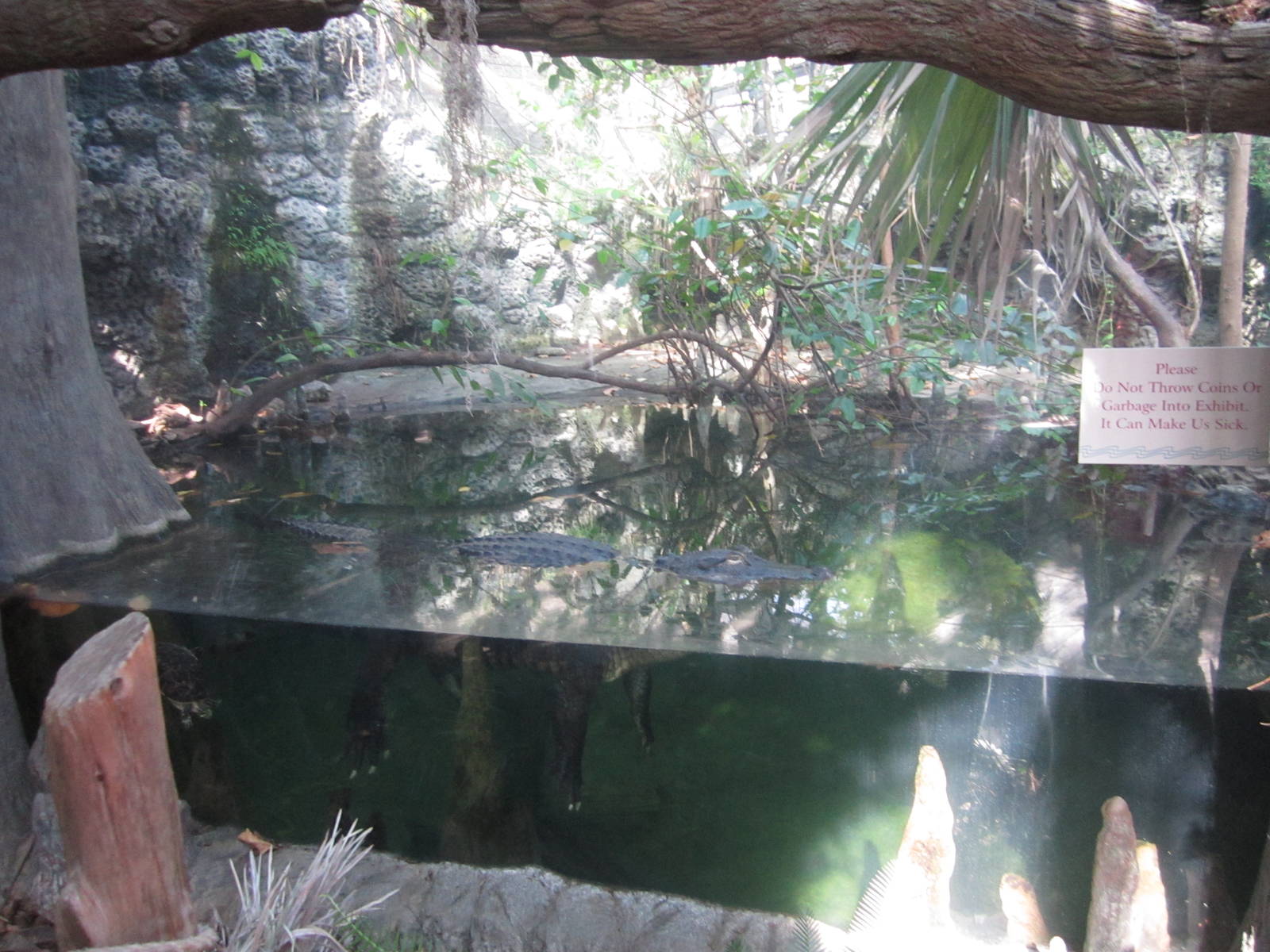 Feb. 2012-American Alligator/Florida Cooter/Spotted Turtle exhibit