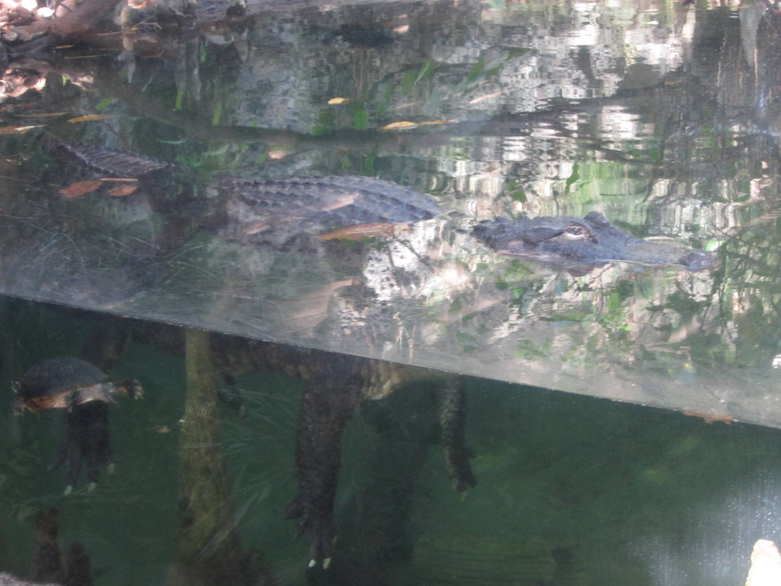 Feb. 2012-American Alligator in Manatee Springs