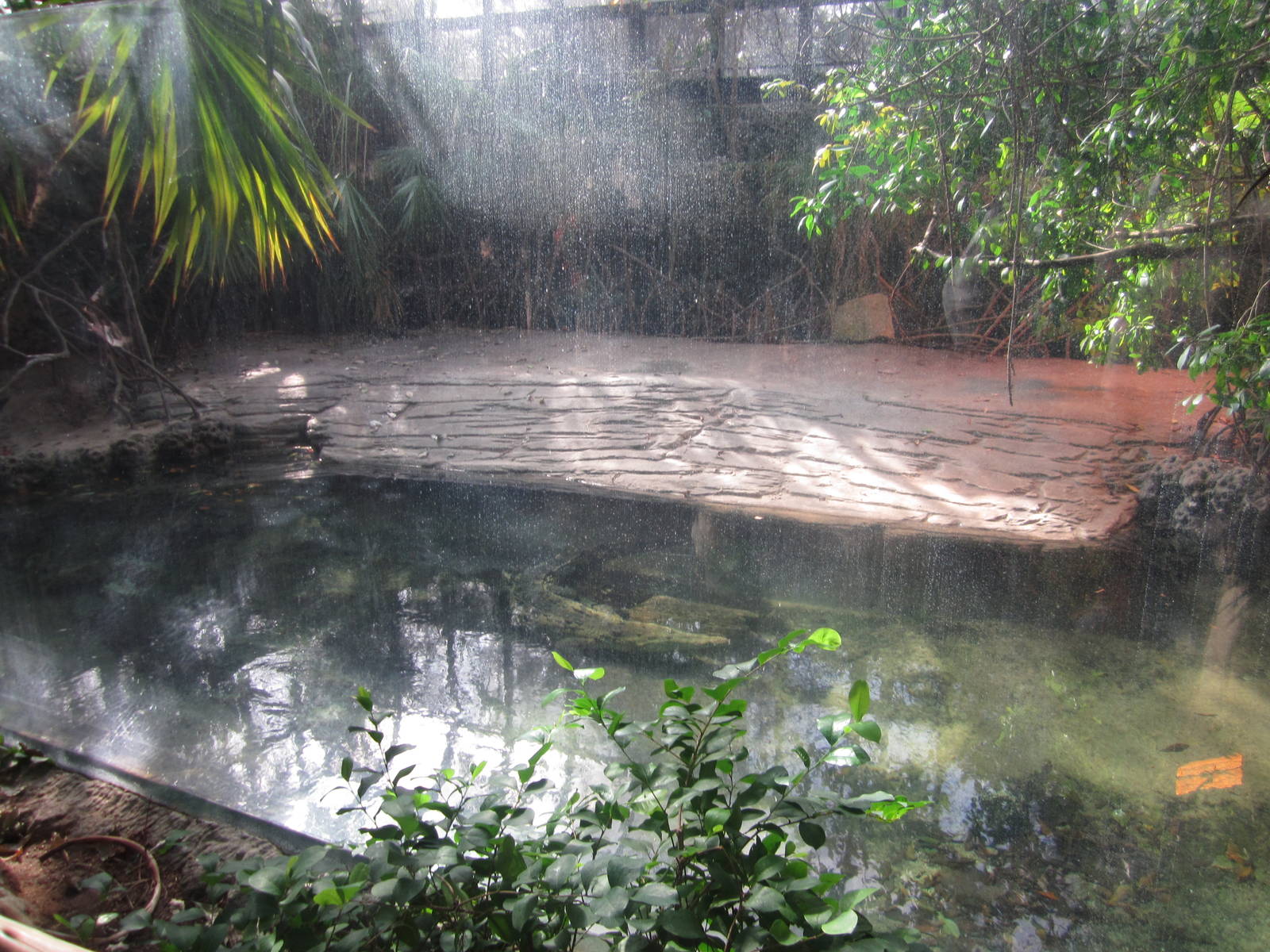 Feb. 2012-American Crocodile exhibit