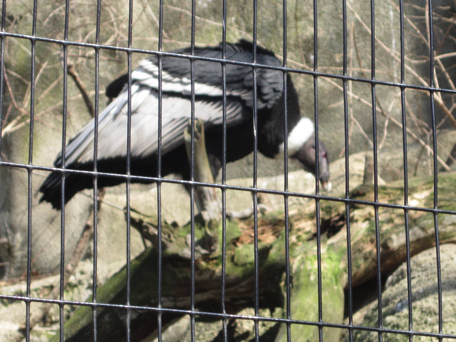 Feb. 2012-Andean Condor in Eagle Eyrie
