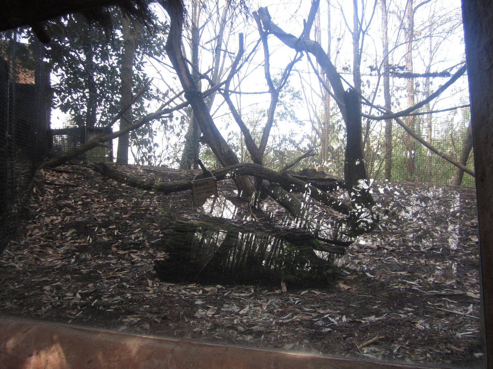 Feb. 2012-Angolan Colobus exhibit