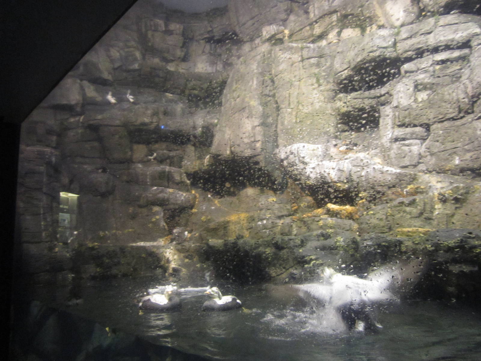 Feb. 2012-Arctic Sea Cliffs(5 species)