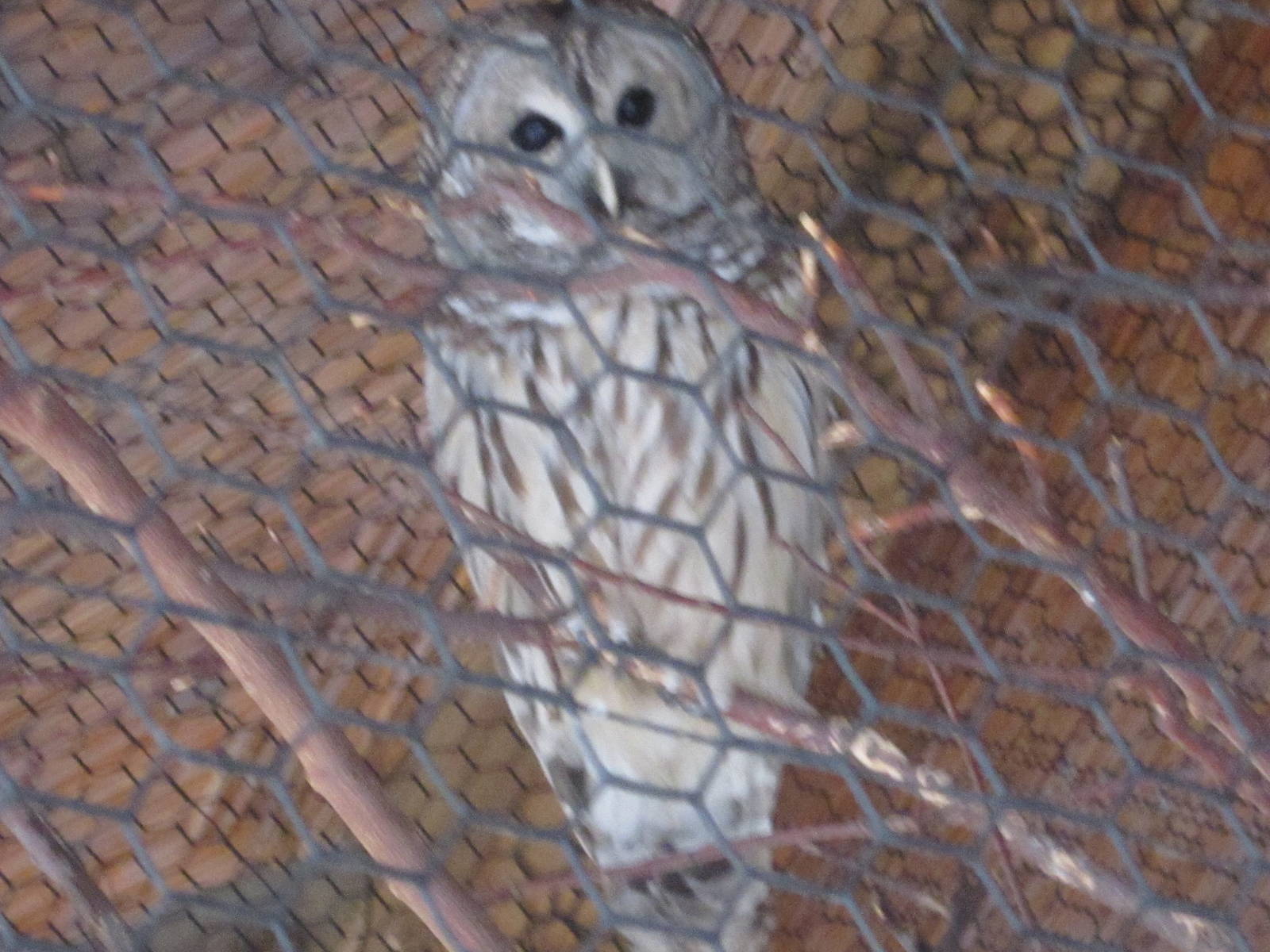 Feb. 2012-Barred Owl