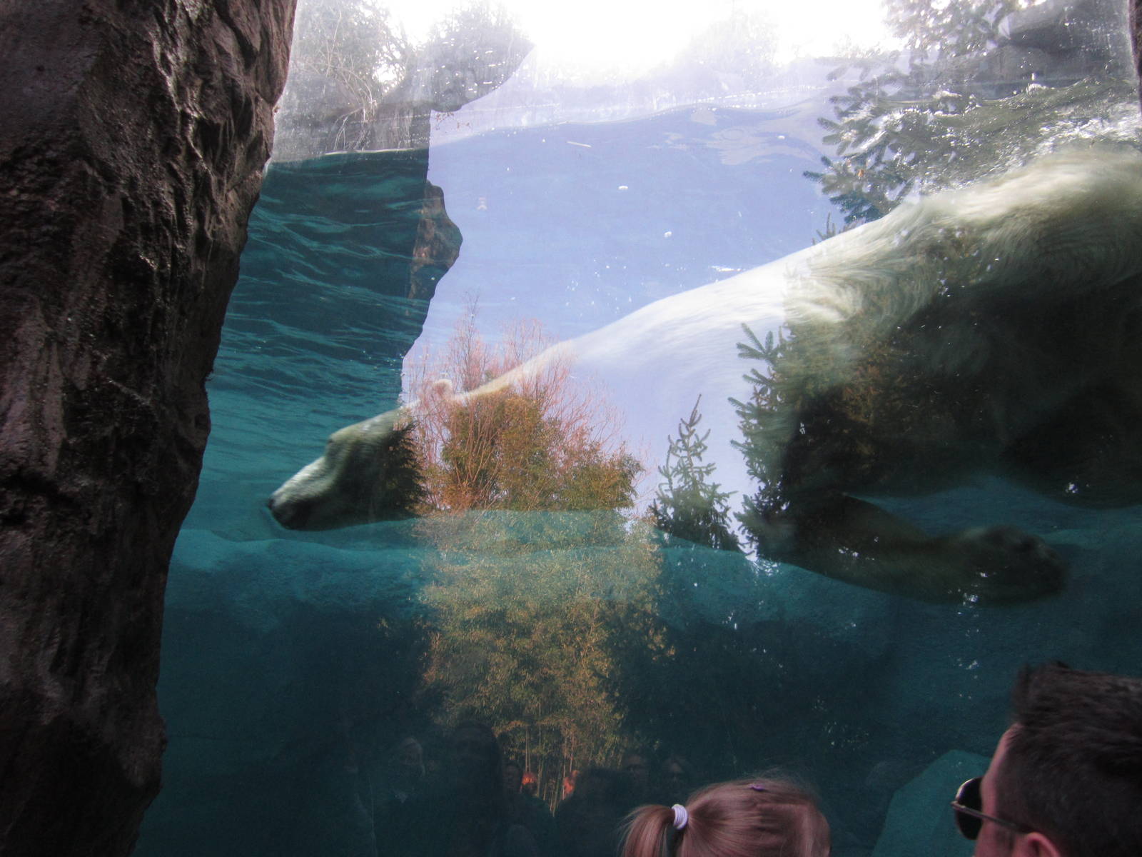 Feb. 2012-Berit(F) swimming at Lords of the Arctic