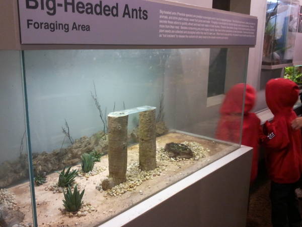 Feb. 2012-Big-headed Ant exhibit