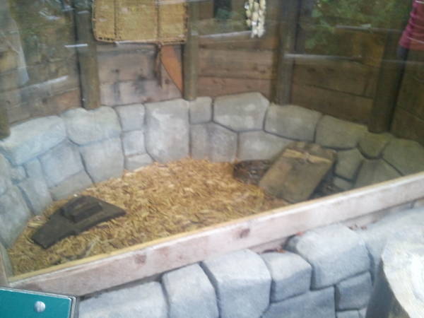 Feb. 2012-Boa Constrictor exhibit
