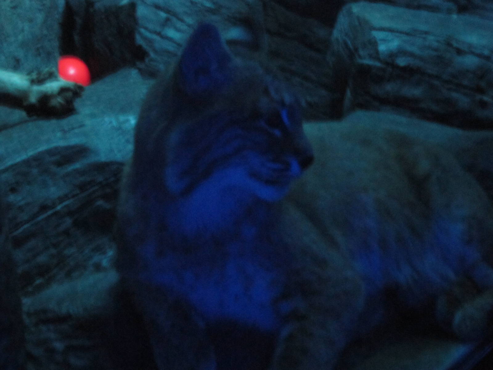 Feb. 2012-Bobcat in Night Hunters