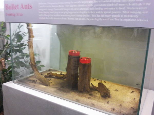 Feb. 2012-Bullet Ant exhibit