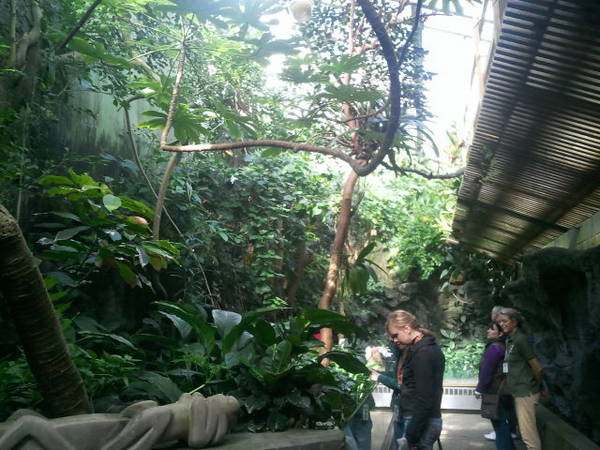 Feb. 2012-Butterfly Rainforest (9 species) in World of the Insect