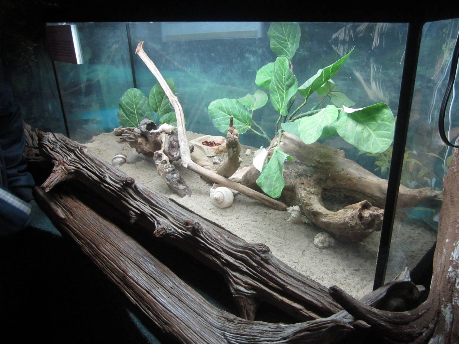 Feb. 2012-Caribbean hermit crab exhibit