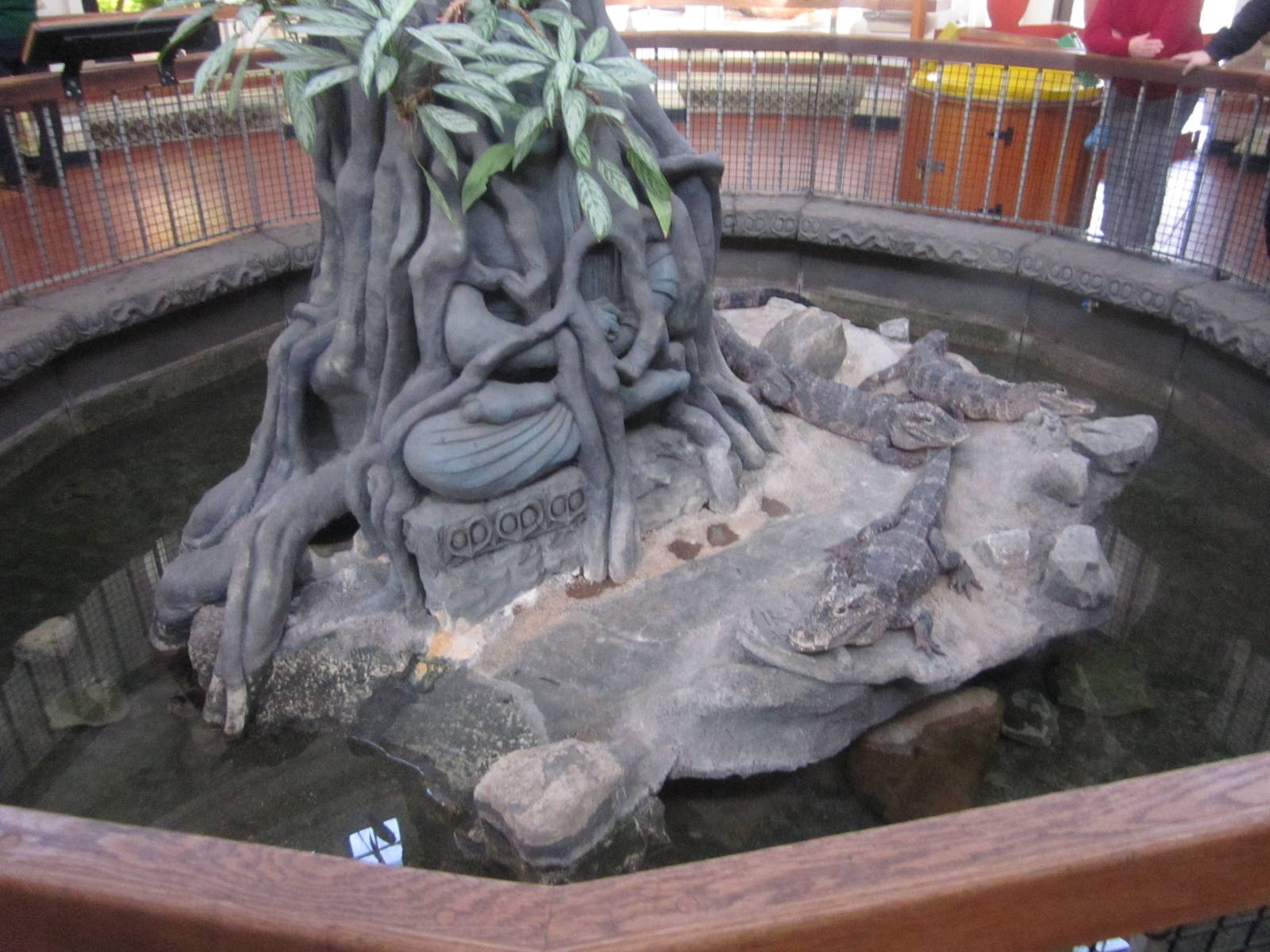 Feb. 2012-Chinese alligator/Red-eared slider/Florida Snapping Turtle/Alliga