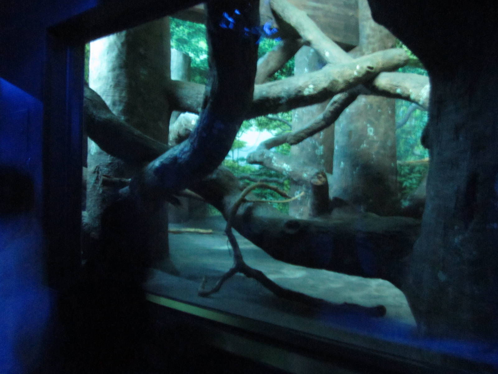 Feb. 2012-Clouded leopard exhibit